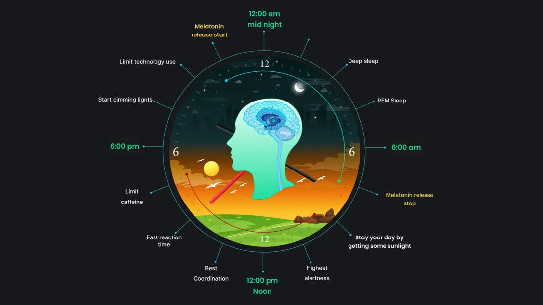 How circadian rhythm regulates sleep