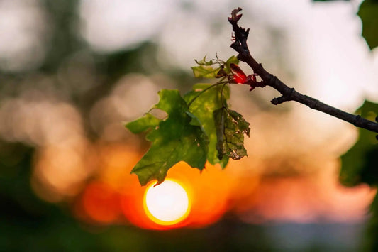 Best Ways to Adjust for Daylight Saving Time