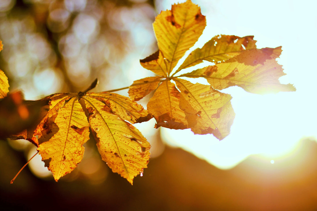 How to Adjust for Daylight Saving Time Ending in November: Tips for a Smooth Transition